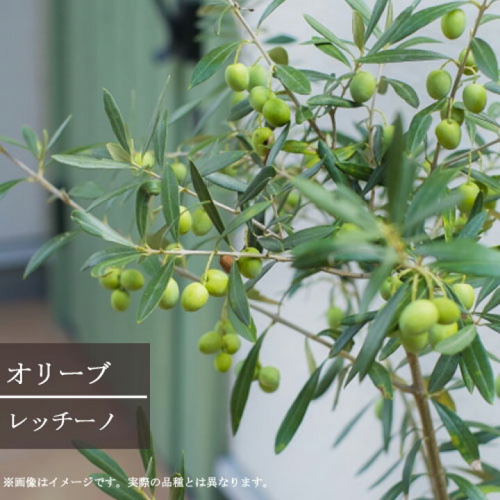楽天市場 オリーブ レッチーノ 4号ポット苗観葉植物 シンボルツリー カラーリーフ 寄せ植え 花木 庭木 ベランダ 鉢植え 鉢花 寄せ植え コンテナ 花みどりマーケット 楽天市場店