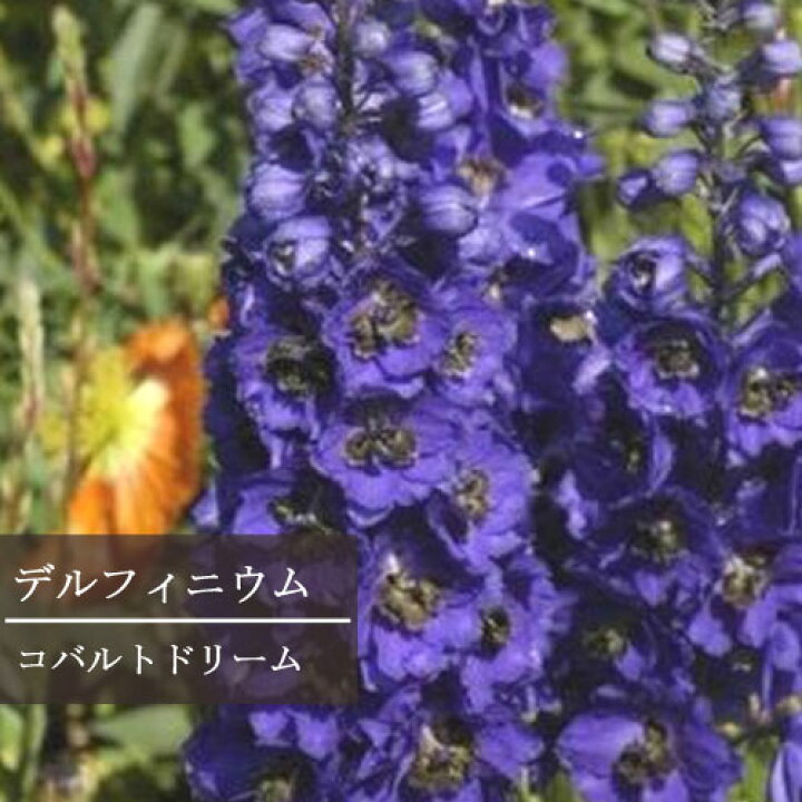 楽天市場 デルフィニューム コバルトドリーム3 5号ポット苗花苗 耐寒性 ブルー 青 切り花 イングリッシュガーデン 花みどりマーケット 楽天市場店