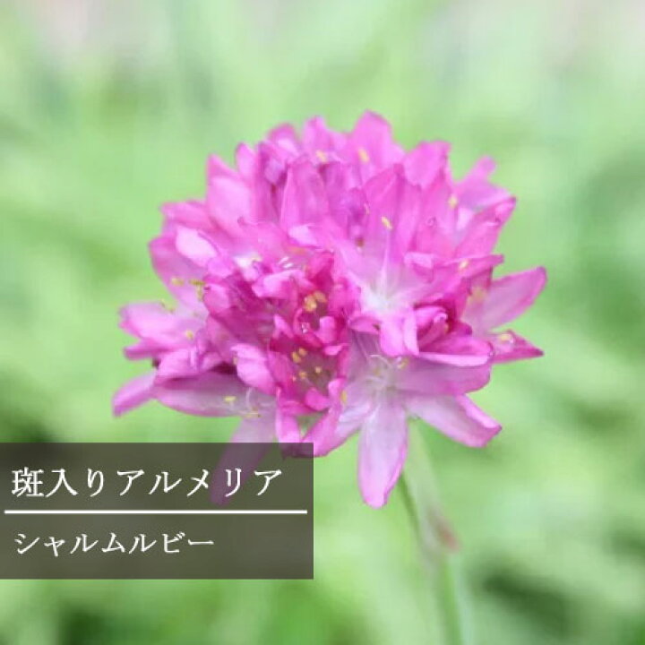 楽天市場 アルメリア 斑入り シャルムルビー 3号ポット苗花苗 多年草 宿根草 カラーリーフ 寄せ植え 花壇 コンテナ 耐寒性 花みどりマーケット 楽天市場店