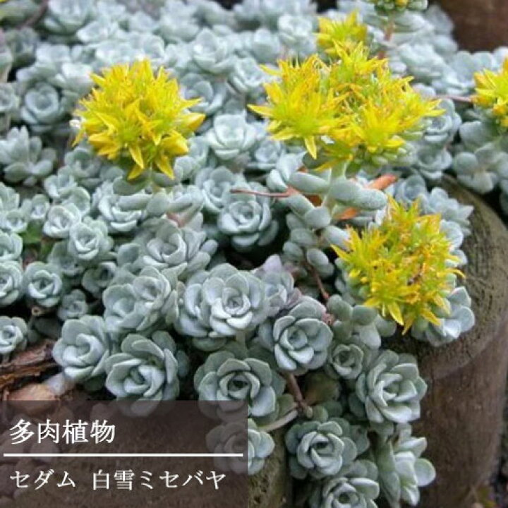 楽天市場 セダム 白雪ミセバヤ 2 5 3号ポット苗グランドカバー 多年草 宿根草 耐寒性 ロックガーデン 多肉植物 花苗 花みどりマーケット 楽天市場店