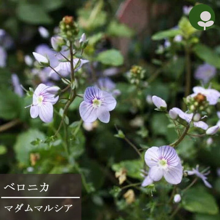 楽天市場 ベロニカ マダムマルシア 2 5 3号ポット苗グランドカバー イングリッシュガーデン 宿根草 花苗 多年草 花みどりマーケット 楽天市場店