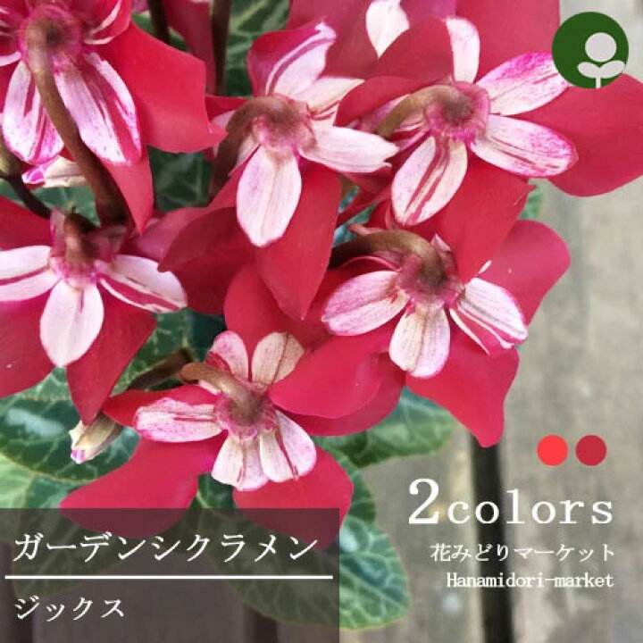 楽天市場 ガーデンシクラメン ジックス 全2色 レッド ワインレッド 3 3 5号ポット苗シクラメン J花苗 花壇 寄せ植え コンテナ 風車 耐寒性 プロペラ咲き 花みどりマーケット 楽天市場店