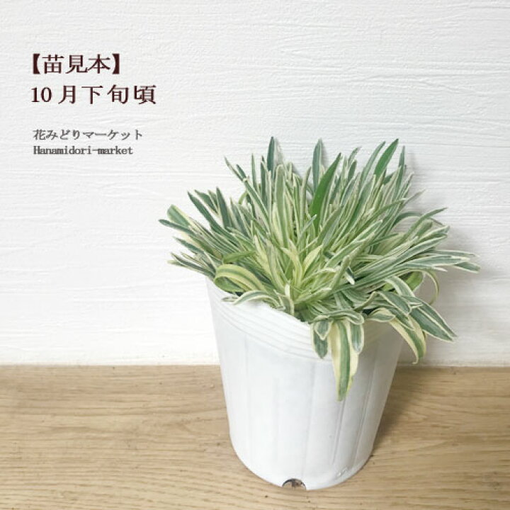 楽天市場 アルメリア 斑入り シャルムルビー 3号ポット苗花苗 多年草 宿根草 カラーリーフ 寄せ植え 花壇 コンテナ 耐寒性 花みどりマーケット 楽天市場店