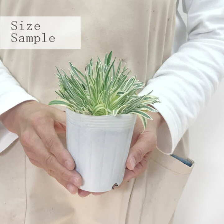 楽天市場 アルメリア 斑入り シャルムルビー 3号ポット苗花苗 多年草 宿根草 カラーリーフ 寄せ植え 花壇 コンテナ 耐寒性 花みどりマーケット 楽天市場店