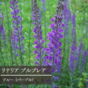 yPi / 3ZbgzhiA vvA u[(p[v)3`3.5|bgcԕc N h CObVK[f