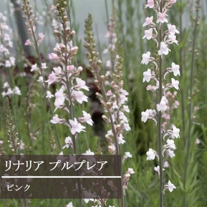 楽天市場 宿根リナリア プルプレア ピンク 3号ポット苗花苗 リナリア 多年草 宿根草 耐寒性 花みどりマーケット 楽天市場店
