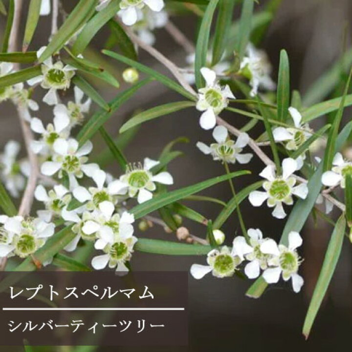 楽天市場 シルバーティーツリー レプトスペルマム 3号ポット苗花苗 苗 花木 寄せ植え カラーリーフ 花みどりマーケット 楽天市場店