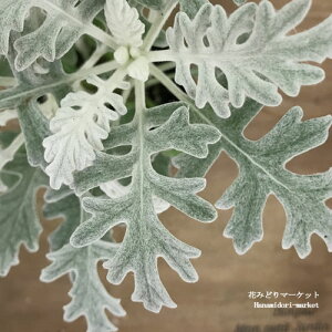 yPi / 3ZbgzV^GMNiej_XeB~[3|bgc Ԓd 񂹐A ԕc ϊ N J[[t H ~ t