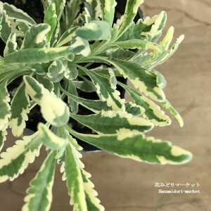 フジバカマ 斑入り ユーパトリウム ピンクフロスト 3号ポット苗花苗 多年草 宿根草 イングリッシュガーデン カラーリーフ シュラブ