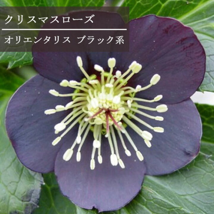 楽天市場 クリスマスローズ ブラック 系 オリエンタリス 系 2 5 3号ポット苗ヘレボラス黒 一重 シングル 花苗 宿根草 多年草 鉢花 花壇 日陰 シェード 北向き 花みどりマーケット 楽天市場店