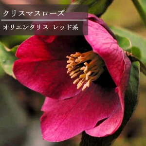 クリスマスローズ一重オリエンタリス系レッド系 2.5〜3号ポット実生苗ヘレボラス 一重 赤 シングル 花苗 宿根草 多年草 鉢花 花壇 日陰 シェード 北向き