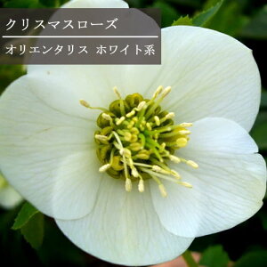 クリスマスローズ一重オリエンタリス系ホワイト系 2.5〜3号ポット苗ヘレボラス 一重 白 花苗 宿根草 多年草 鉢花 花壇 日陰 シェード 北向き