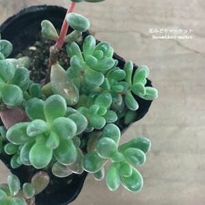 【単品 / 3個セット 】セダムジェットバース(クラバツム)3号ポット苗多肉植物