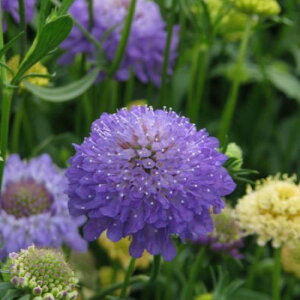 yPi / 3ZbgzXJrIT NCY _[Nu[ 3|bgcXJrI[T m}cV\E