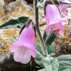 WM^X f[rA 3`3.5|bgcԕc c h N ؂ Ԓd CObVK[f