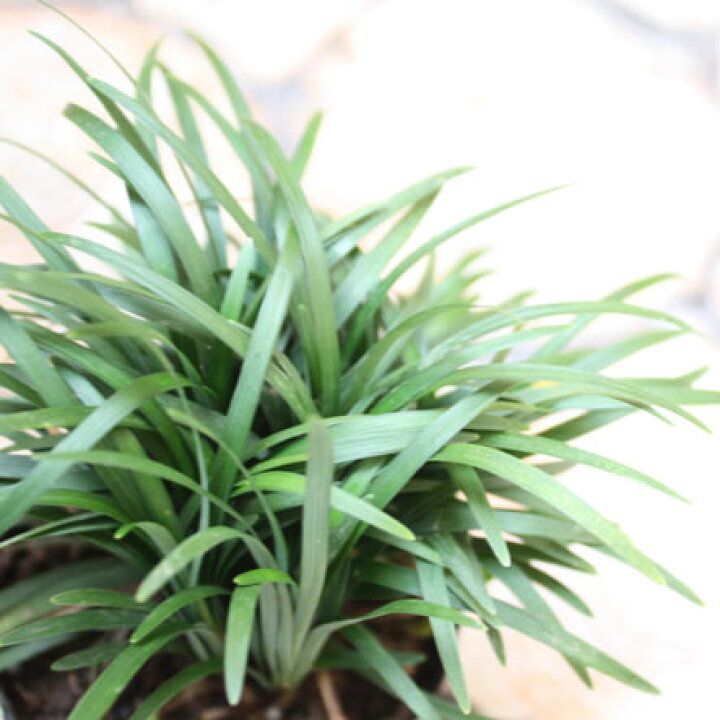 楽天市場 40個セット リュウノヒゲ タマリュウ 玉竜 2 5号ポット苗 計40ポット ギョクリュウ グランドカバー 日陰 花みどりマーケット 楽天市場店