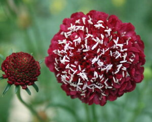 m}cV XJrI[T [WJ[}C 3.5|bgcXJrITCObVK[f@ԕc N h