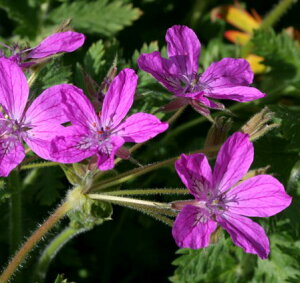 yPi / 3ZbgzqtE\EGfBE }l[XJr3.5|bgcԕc Ԃ̕c N h OhJo[ ϊ CObVK[f sN