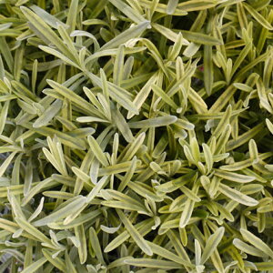 yPi / 3Zbgz胉x_[ CObVn v`iuh 3|bgcx_[ AKXeBtH[A J[[t n[uc h@ԕc N 