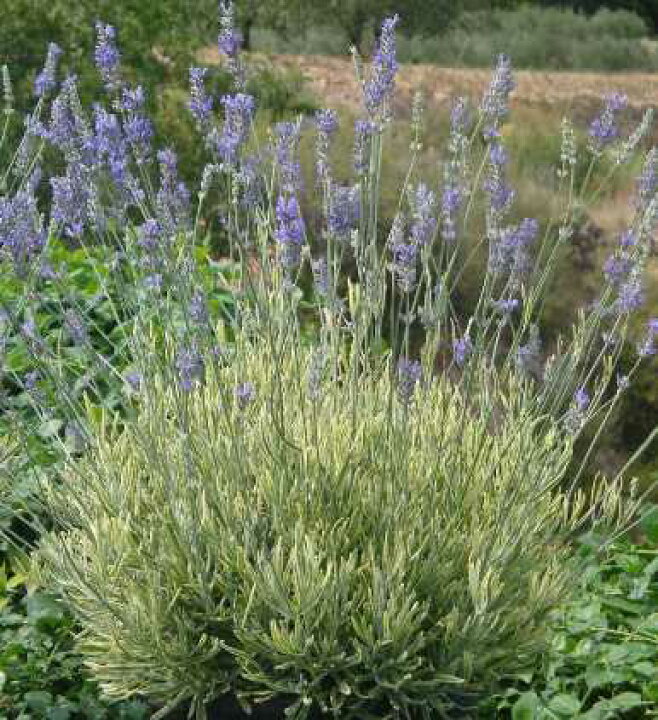 楽天市場 ラベンダー イングリッシュ系 斑入り プラチナブロンド 3号ポット苗ラベンダー アンガスティフォーリア カラーリーフ ハーブ苗 宿根草 花苗 多年草 香り 花みどりマーケット 楽天市場店 楽天市場 ラベンダー イングリッシュ系 斑入り プラチナブロンド 3号ポット苗ラベンダー アンガスティフォーリア カラーリーフ ハーブ苗 宿根草 花苗 多年草 香り 花みどりマーケット 楽天市場店