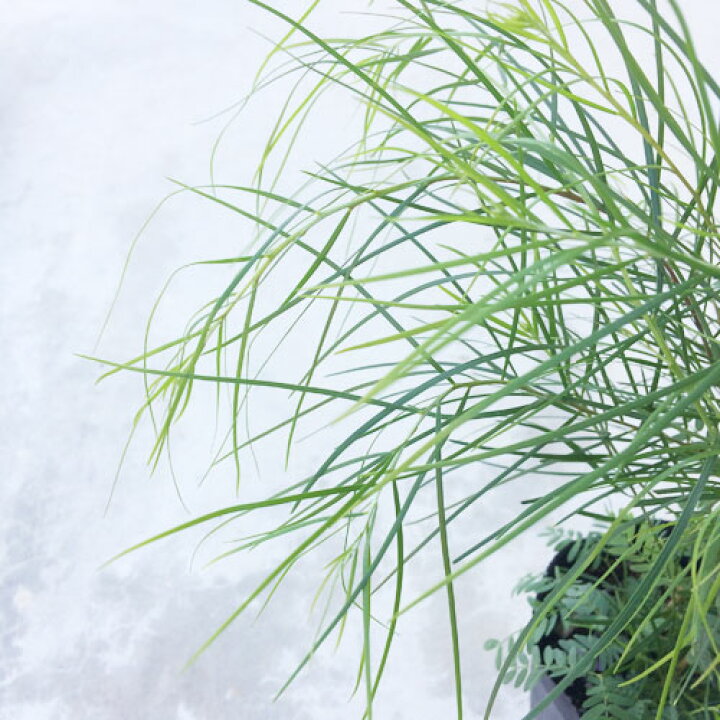 楽天市場 アカシア フロリバンダ ホワイトサローワトル 3号ポット苗庭木 シンボルツリー カラーリーフ おしゃれ 花苗 花木苗 花みどりマーケット 楽天市場店 楽天市場 アカシア フロリバンダ ホワイトサローワトル 3号ポット苗庭木 シンボルツリー カラーリーフ おしゃれ 花苗 花木苗 花みどりマーケット 楽天市場店