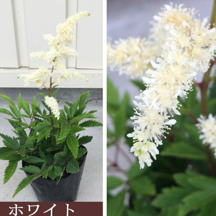 楽天市場 アスチルベ アスタリー ホワイト レッド ローズ 花色を選んで下さい 3 5号ポット苗イングリッシュガーデン 日陰 シェード 花苗 多年草 宿根草 花みどりマーケット 楽天市場店