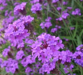 宿根バーベナ リギダ 3～3.5号ポット苗バーベナ 花苗 花の苗 宿根草 多年草 耐寒 耐暑