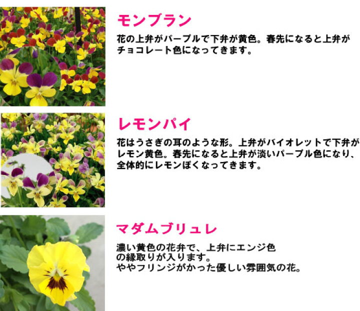 楽天市場 ビオラ スイーツビオラ 3号ポット苗 全7色からお選び下さい 花みどりマーケット 楽天市場店