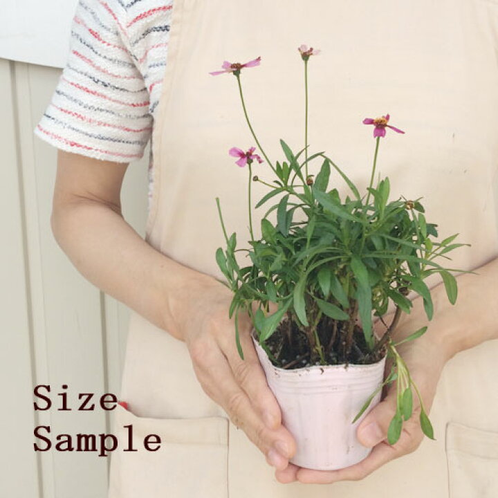 限定品 変わり咲き コレオプシス 3 5号苗 宿根 耐寒 草花 山野草 庭植え 地植え 鉢植え ガーデニング ハルシャギク 宿根草 Www iwearparts Com