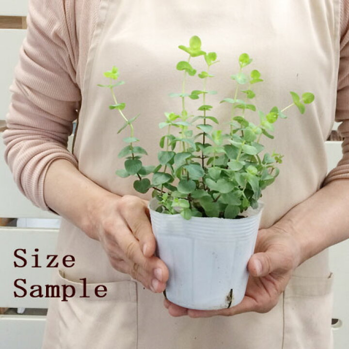 楽天市場 オレガノ ミルフィーユリーフ 3 3 5号ポット苗花オレガノ 宿根草 イングリッシュガーデン 鉢花 香り 花苗 多年草 ハーブ苗 花みどりマーケット 楽天市場店