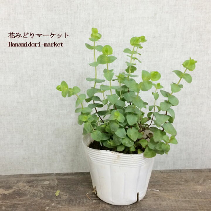 楽天市場 オレガノ ミルフィーユリーフ 3 3 5号ポット苗花オレガノ 宿根草 イングリッシュガーデン 鉢花 香り 花苗 多年草 ハーブ苗 花みどりマーケット 楽天市場店