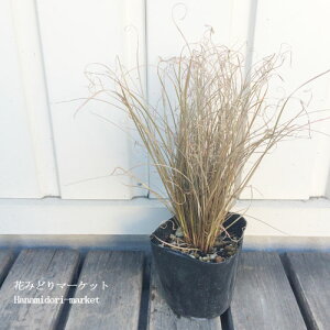 yPi / 3ZbgzJbNX uYJ[ 3|bgcCObVK[f J[[t OX i`K[f