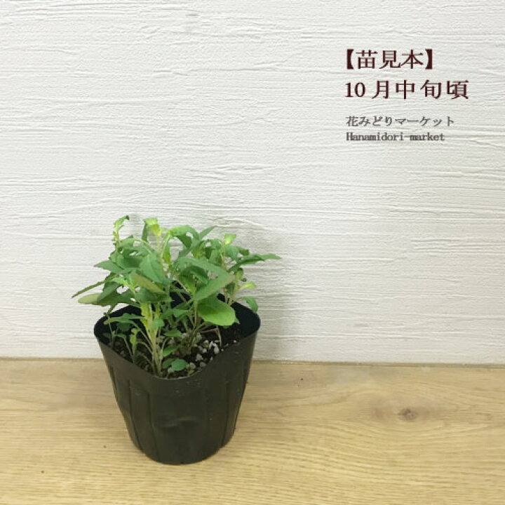 楽天市場】【単品 / 3個セット】昼咲き月見草 オエノテラ シスキュー3 