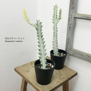 [tHrA NeA NX^[^ 2Ҋ3.5vX`bN A CeAO[