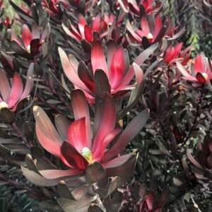 [Jfh G{j[ 4.5|bgcN h I[i^ t[AW ؂ ԕc Ԗؕc ؕc