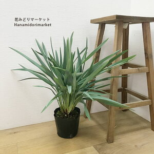 LLE / fBAl u[Xg[ 4.5`5|bgc J[[t I[i^OX hCK[f h