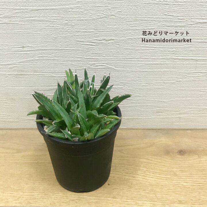 楽天市場】アガベ 笹の雪（ビクトリア レジーナ）3.5号ポット多肉植物 