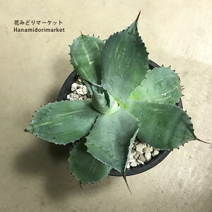 AKx |^g@oGK[^i_сj 3.5|bgcA@ϗtA@hCK[f