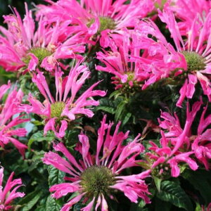 yPi / 3Zbgzi_GNgbN lIsN 3|bgcxKbg@h N č炫 ϊ