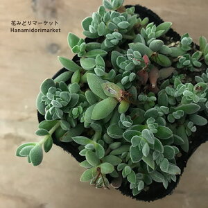 Z_NbX [^ 3|bgc K[fjO 񂹐A A ϗtA ϊ OhJo[