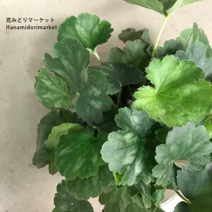 q[P r[x 3.5|bgcc{TS J[[t A CObVK[f h