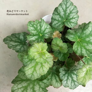 q[P fBYXgCi_YXgCj 3.5|bgc (c{TS) J[[t h A