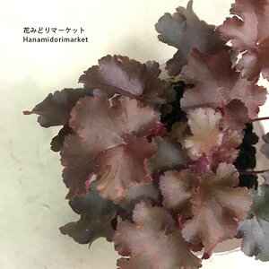 q[P / c{TS eBOt@C[ 3`3.5|bgcJ[[t h@ԕc N A CObVK[f 񂹐A ϊ Ϗ