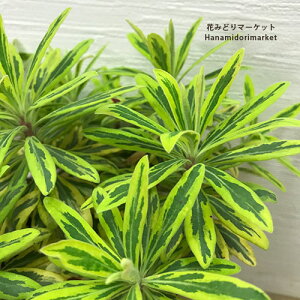 [tHrA S[fC{[ 5|bgc h CObVK[f J[[t