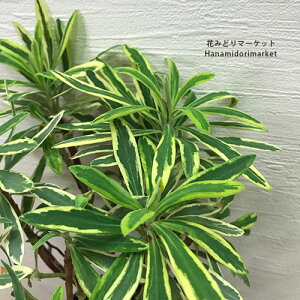 [tHrA o[Vo[ 5|bgcCObVK[f hCK[f h J[[t ԕc N