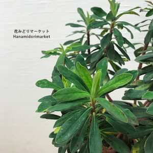 [tHrA }eBj[ (}[`j[) 5|bgc h CObVK[f N ϊ