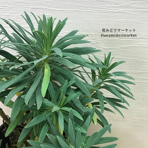 [tHrA EtFj[ 5|bgcCObVK[f hCK[f h J[[t ԕc N