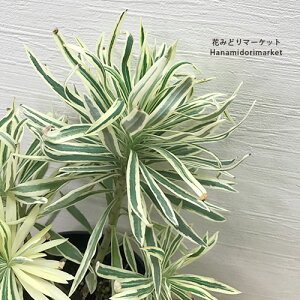 [tHrA ^X}jA^CK[ 5|bgcJ[[t hCK[f CObVK[f h N ԕc A