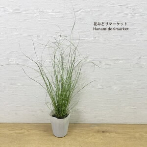 yPi / 3ZbgzJbNX O[cCXg2.5`3|bgcԕc c OX J[[t CObVK[f h N ϊ Ϗ