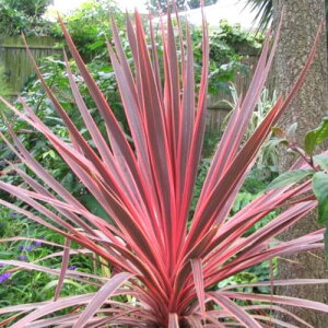 RWl `[[{[C 5|bgcϊ hCK[f OX J[[t  񂹐A ԕc O\ GNXeA [eiX